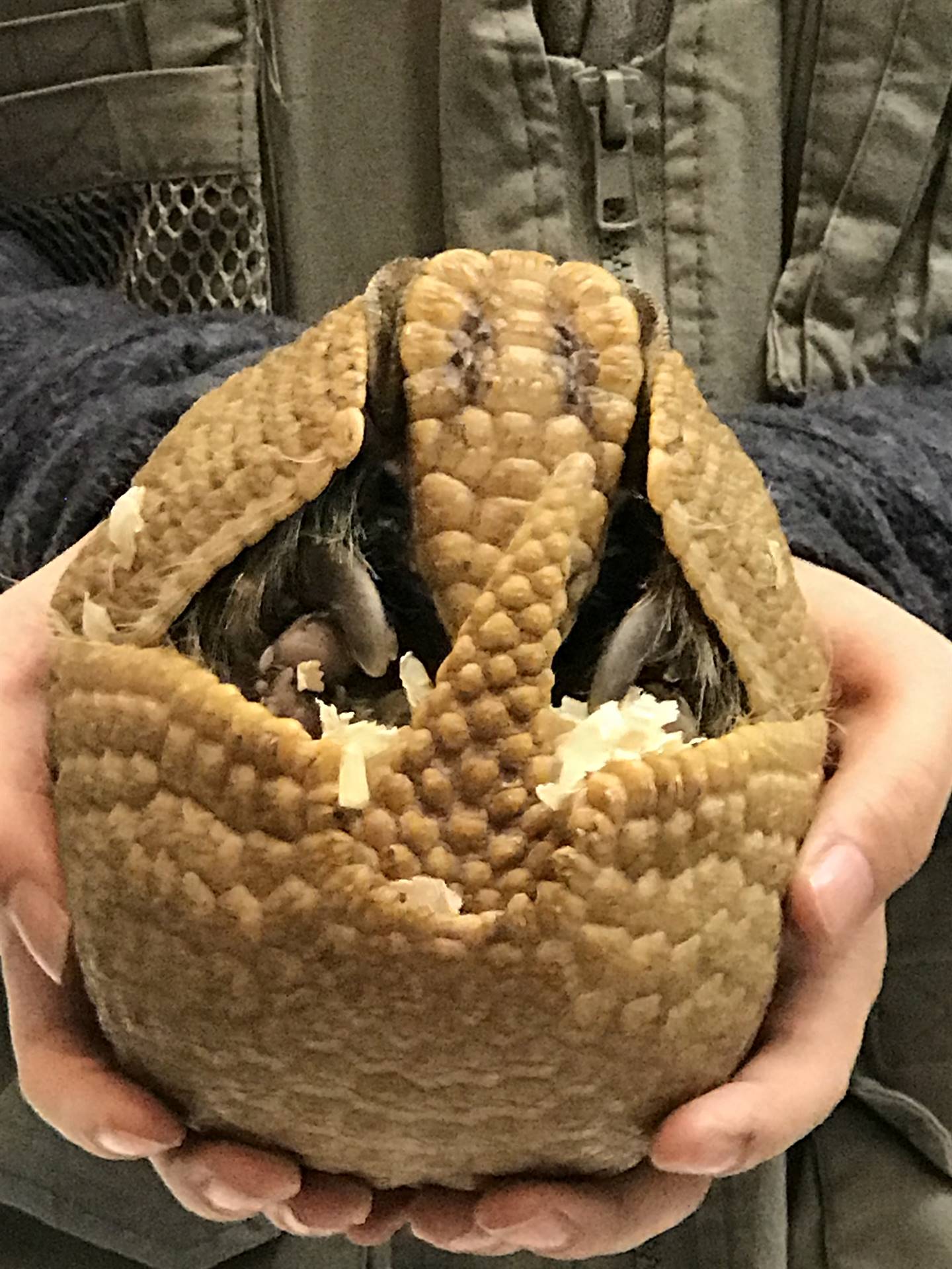 Armadillo